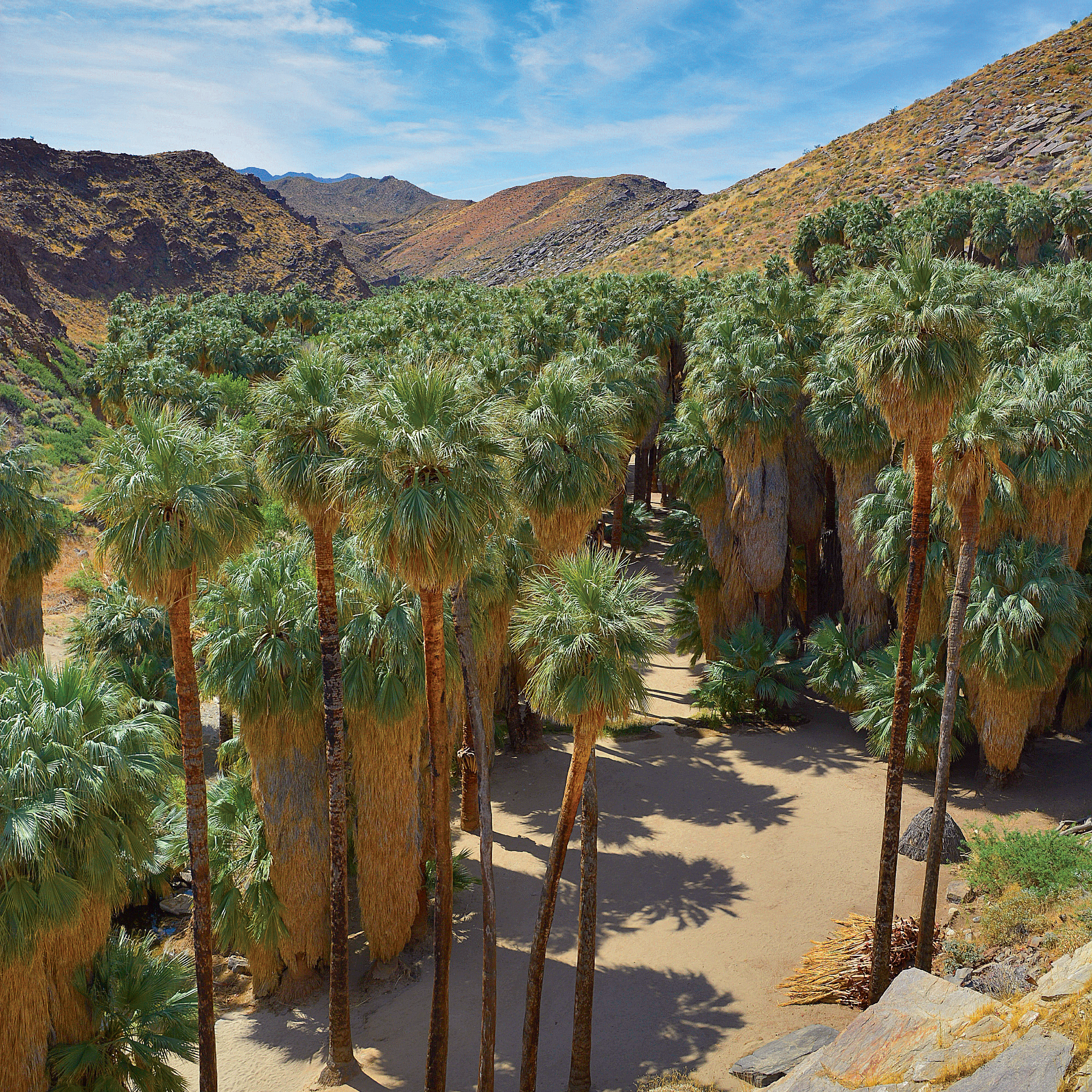 Palm Indian Canyons
